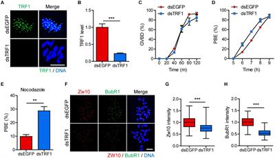 TRF1 Depletion Reveals Mutual Regulation Between Telomeres, Kinetochores, and Inner Centromeres in Mouse Oocytes